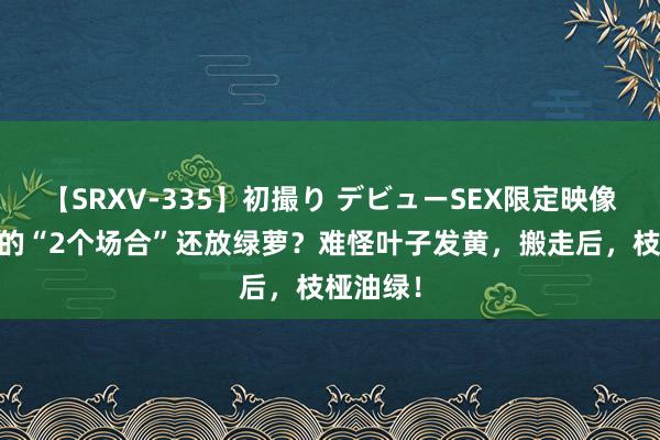 【SRXV-335】初撮り デビューSEX限定映像集 家里的“2个场合”还放绿萝？难怪叶子发黄，搬走后，枝桠油绿！