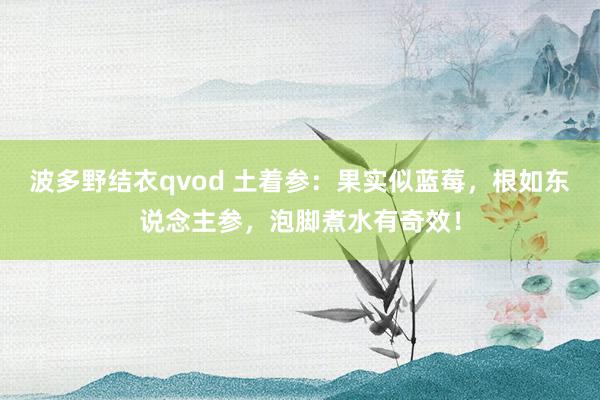 波多野结衣qvod 土着参：果实似蓝莓，根如东说念主参，泡脚煮水有奇效！