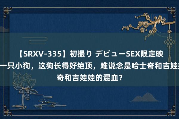 【SRXV-335】初撮り デビューSEX限定映像集 路遇一只小狗，这狗长得好绝顶，难说念是哈士奇和吉娃娃的混血？