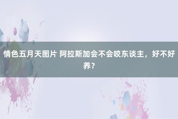 情色五月天图片 阿拉斯加会不会咬东谈主，好不好养？